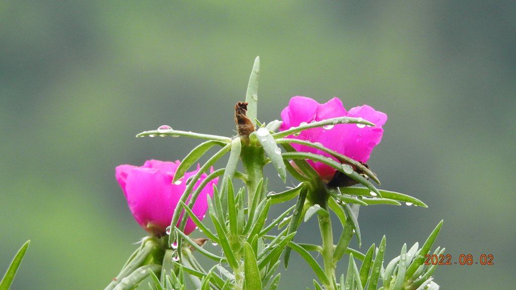 石碇二格山/雲海國小/永安社區&坪林開眼崙/南山寺&平溪靈巖寺_1790233