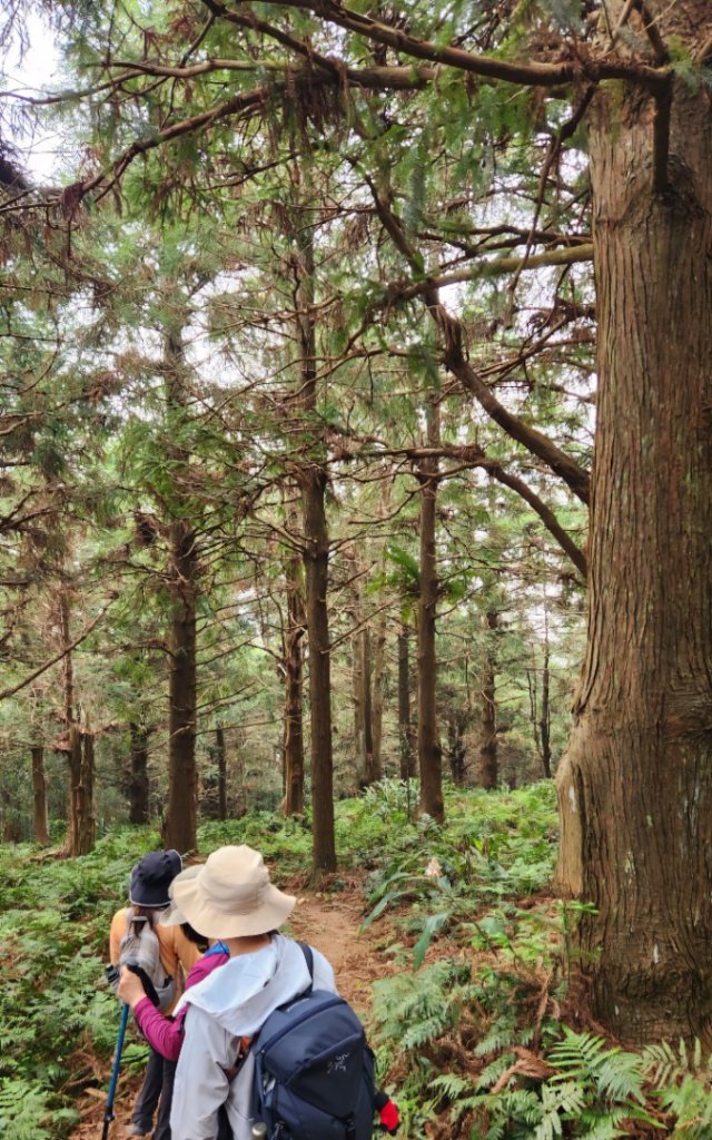 【中級山縱走】最美中級山，鳶嘴西稜縱走（鳶嘴山，醜崠山，長壽山）_2741363