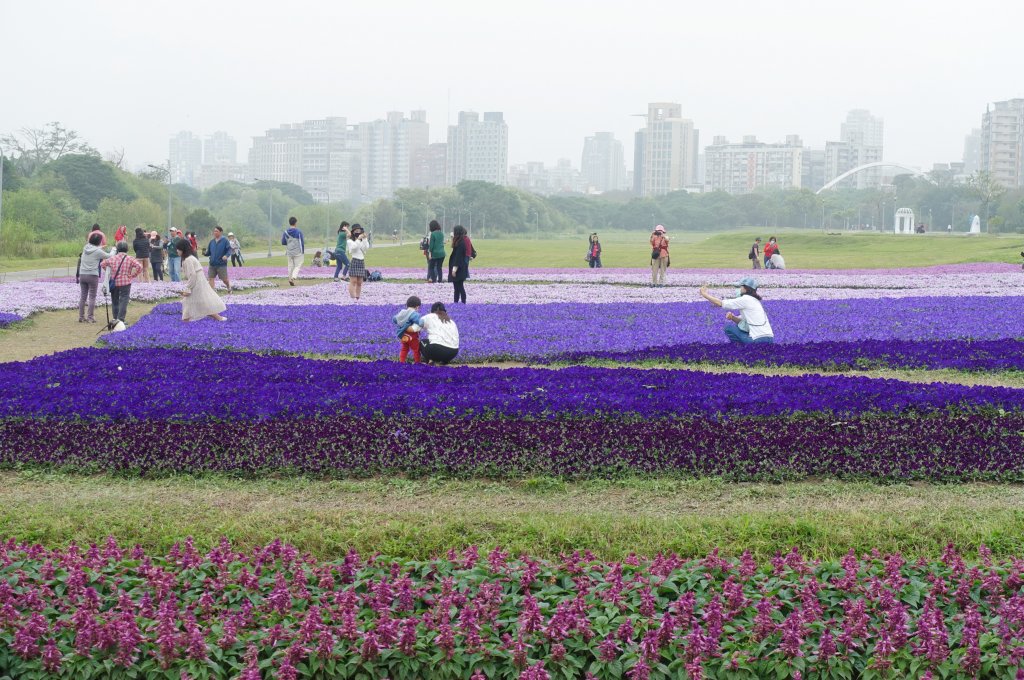 古亭河濱公園紫色花海封面圖