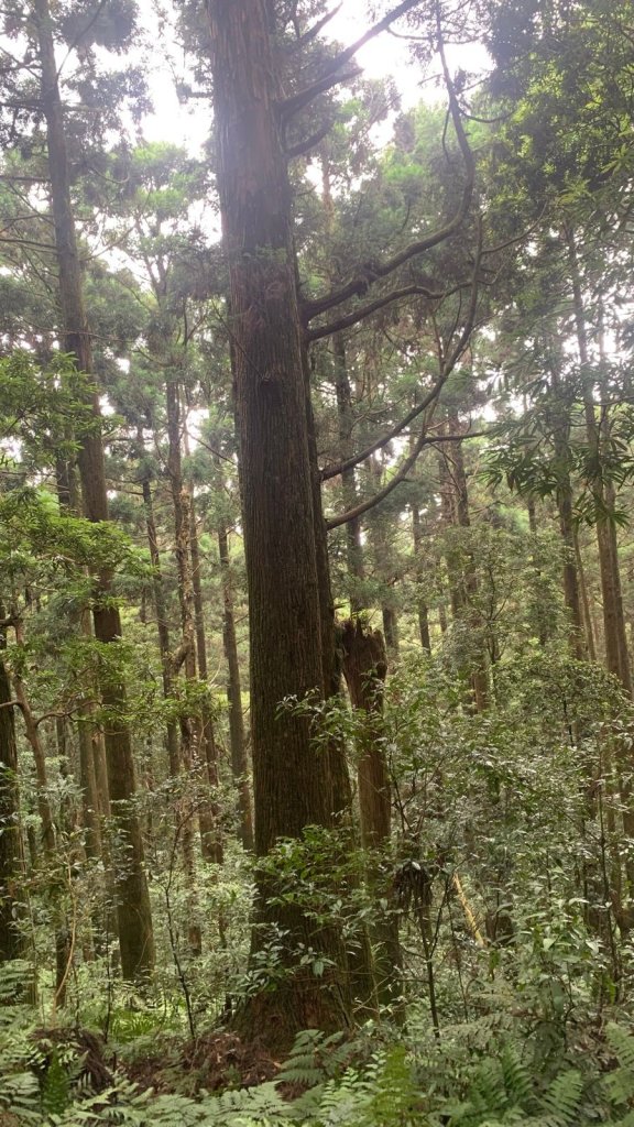 桃園東眼山_2803726