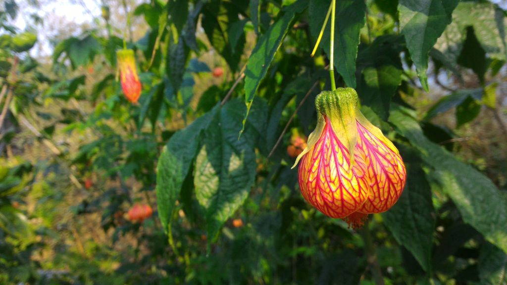 獨立山、大巃頂_122451