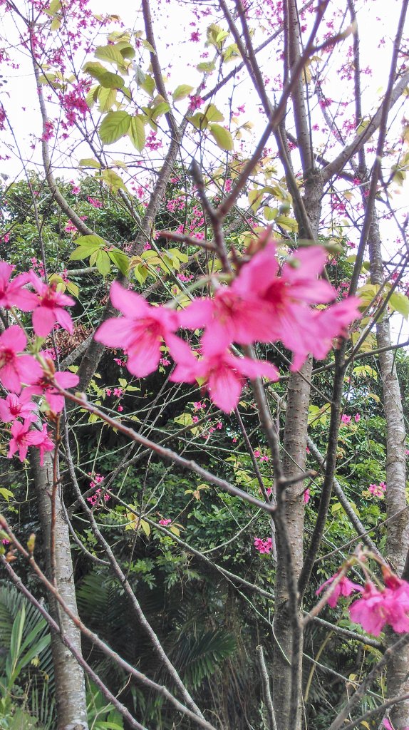 松腳~獨立山~大巃頂~孝子步到~太平老街_818290