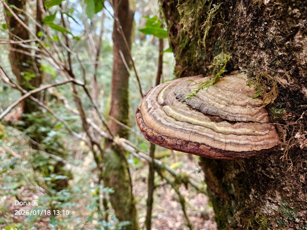 20260118南插天山.魯培山.上宇內山(南插北峰)_2989817