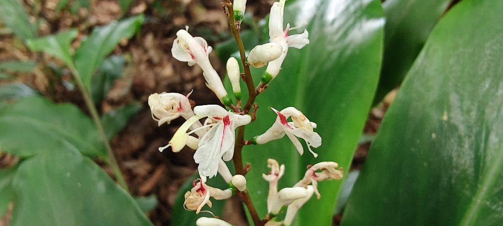 2025/07/06_金牌縱走(觀音洞出發小O型)_2829097