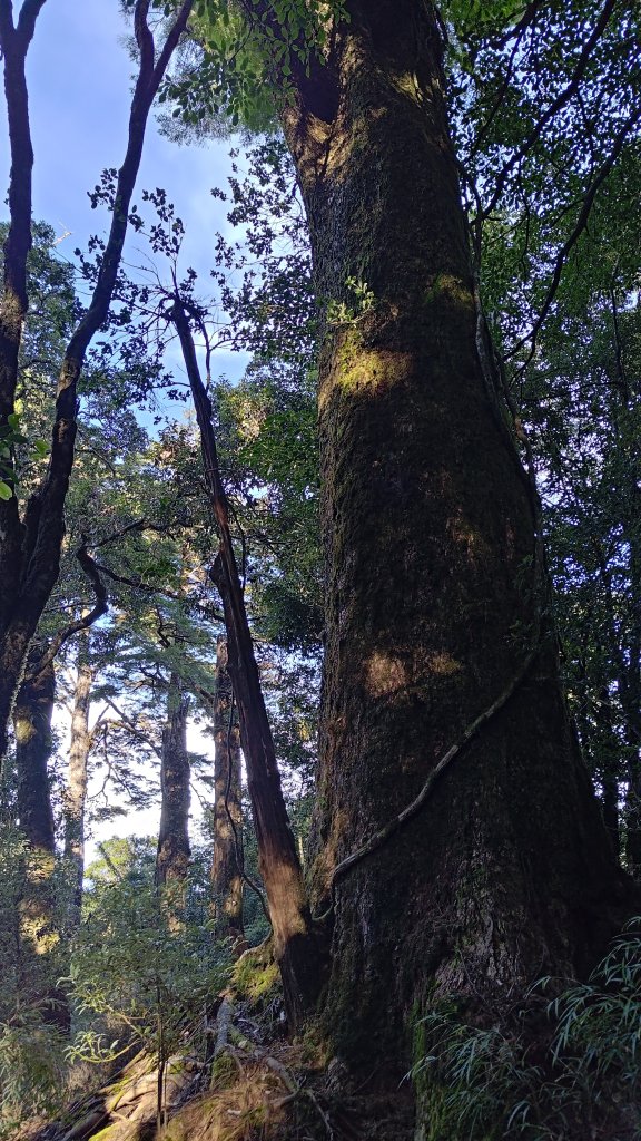 觀雪縱走_2918133