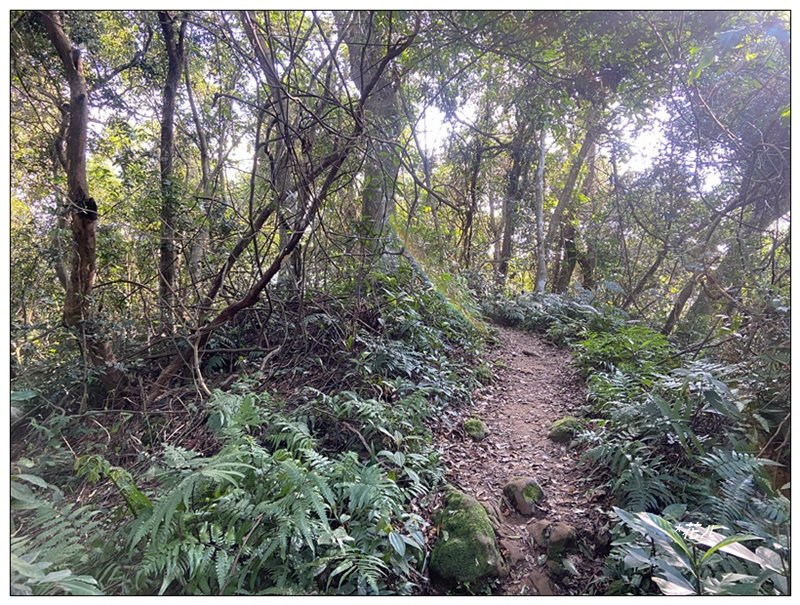 草嶺山、白石山、頭寮山 六連峰 O型路線_2798689