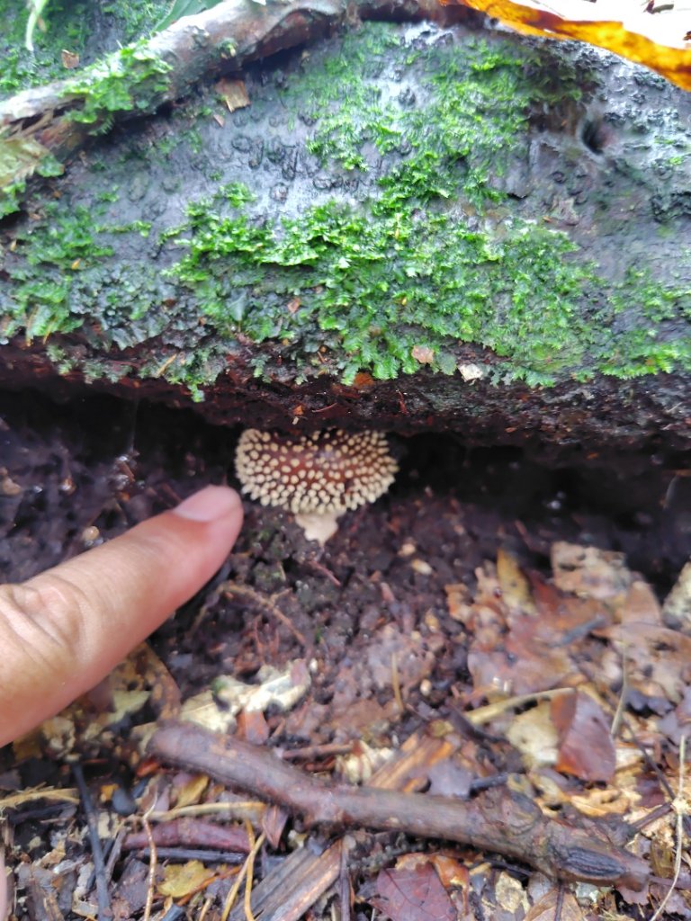 矢場谷山連走勃子山_2804962