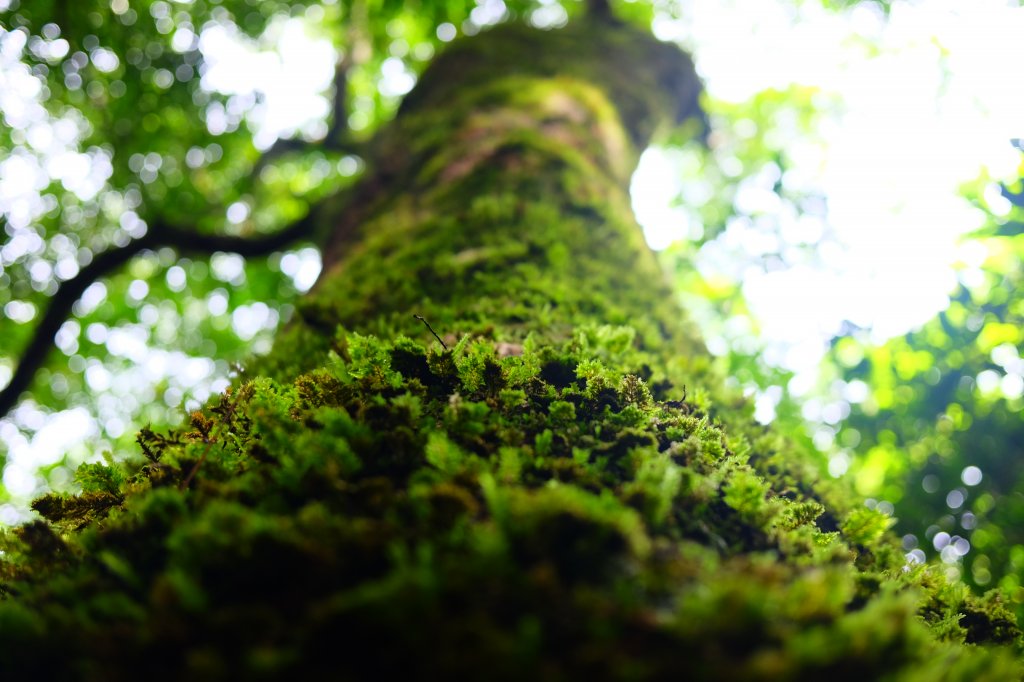 大混山縱走李崠山_631526