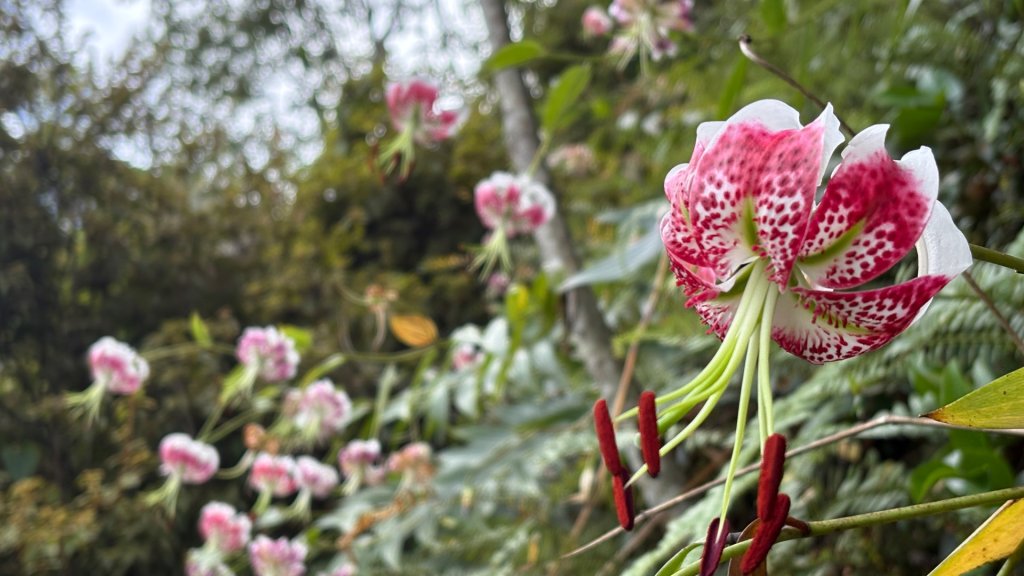 岩壁上的花、艷紅鹿子百合（2_2869857
