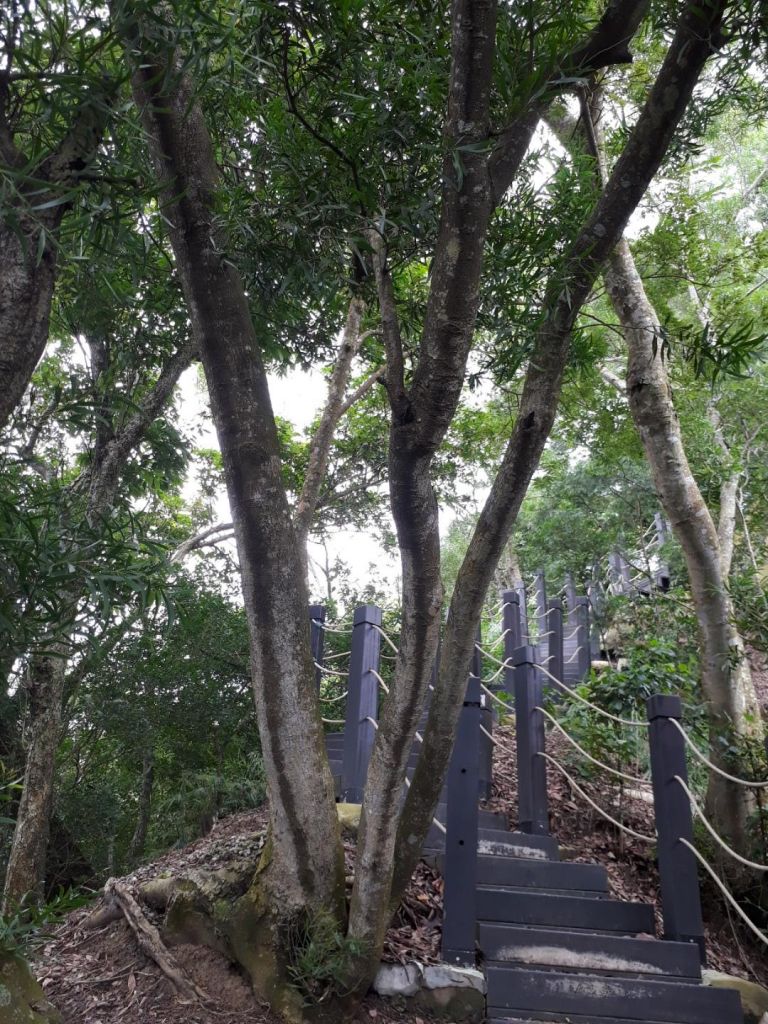 台中新田登山步道20180823_396407