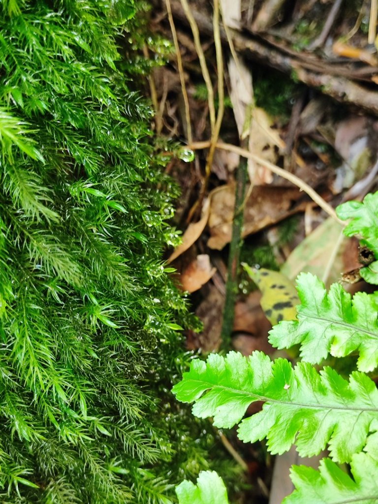 淡蘭北2+1逆走二刷_2772769