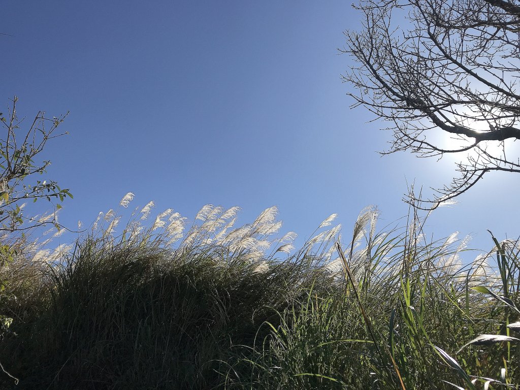 ~  臺北大縱走  第二段  ~_1512556