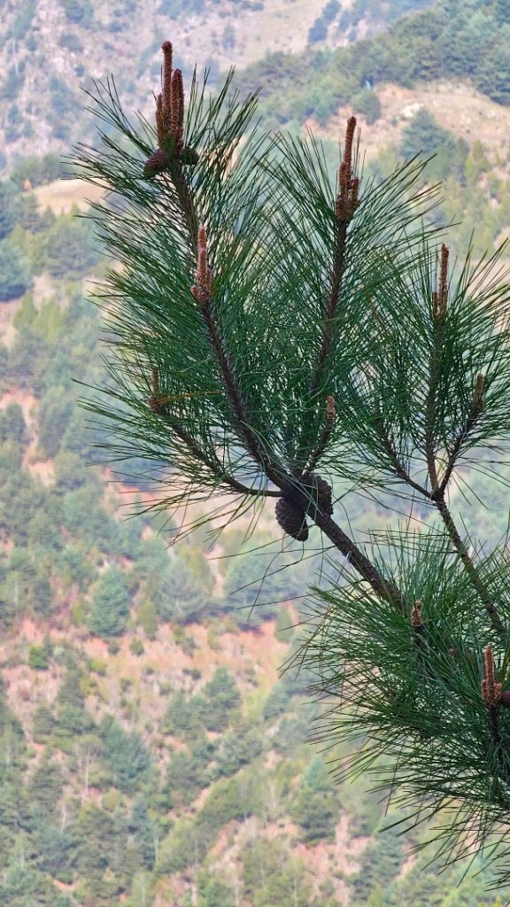 112.04.16 玉山前峰_2123645