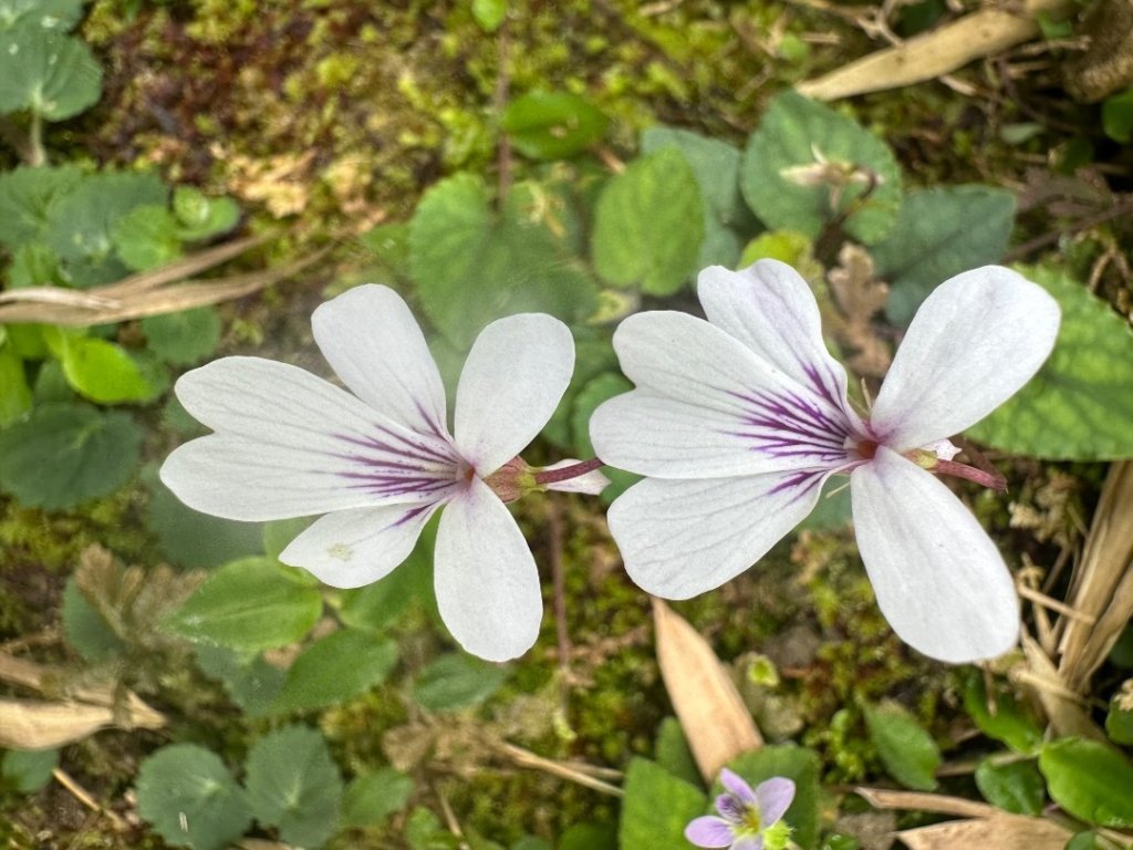 嘉雲二尖山、大尖山_2734883