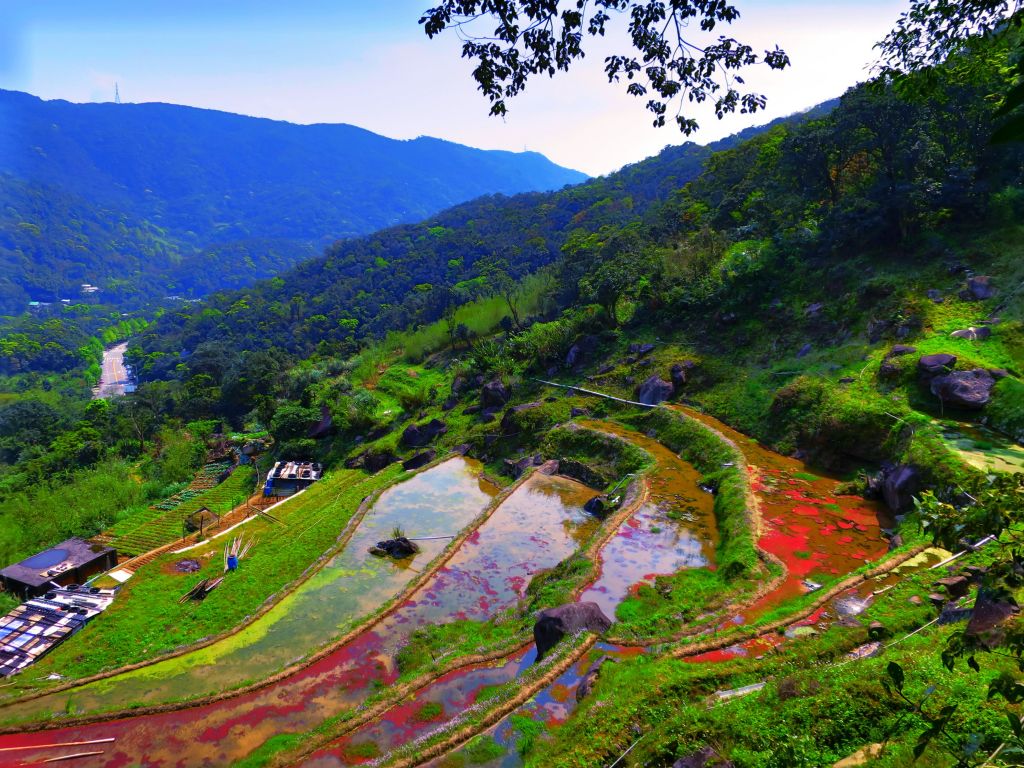 漫步大崎頭步道 一探台北市梯田美景_290933