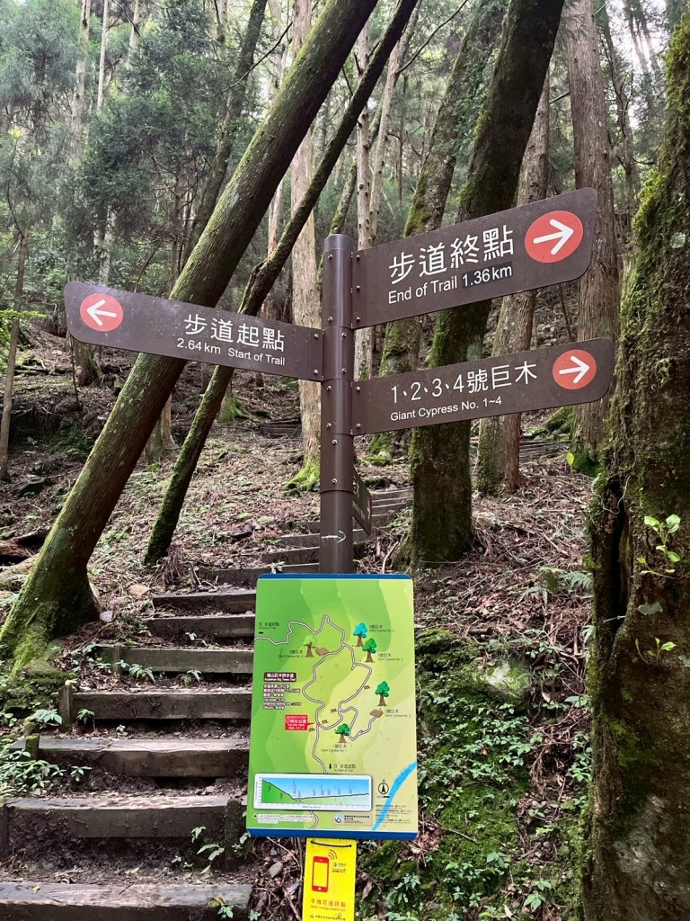 新竹 五峰 觀霧國家森林遊樂區 蜜月小徑+檜山巨木群步道_2811457