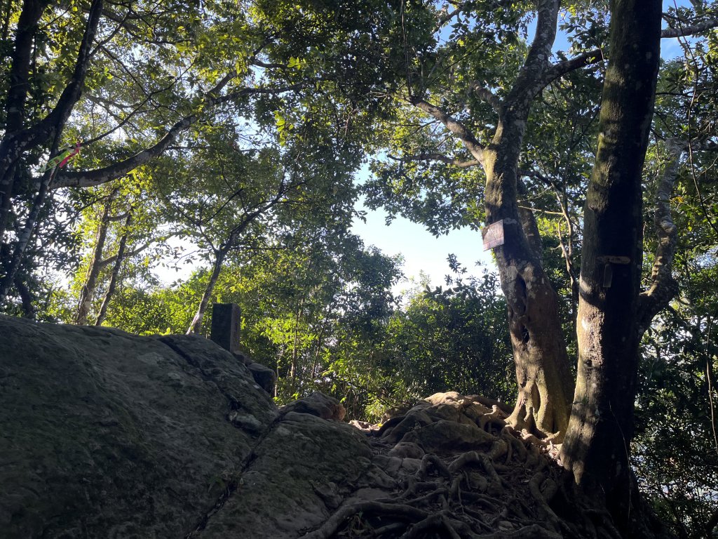 [森遊竹縣-10A/10] 2023_1112 東獅頭山_2347233