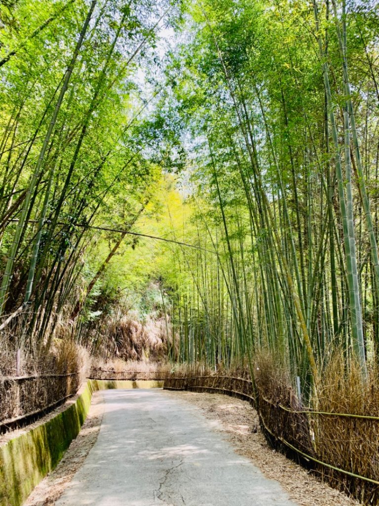 雲林古坑 石壁木馬古道_933601
