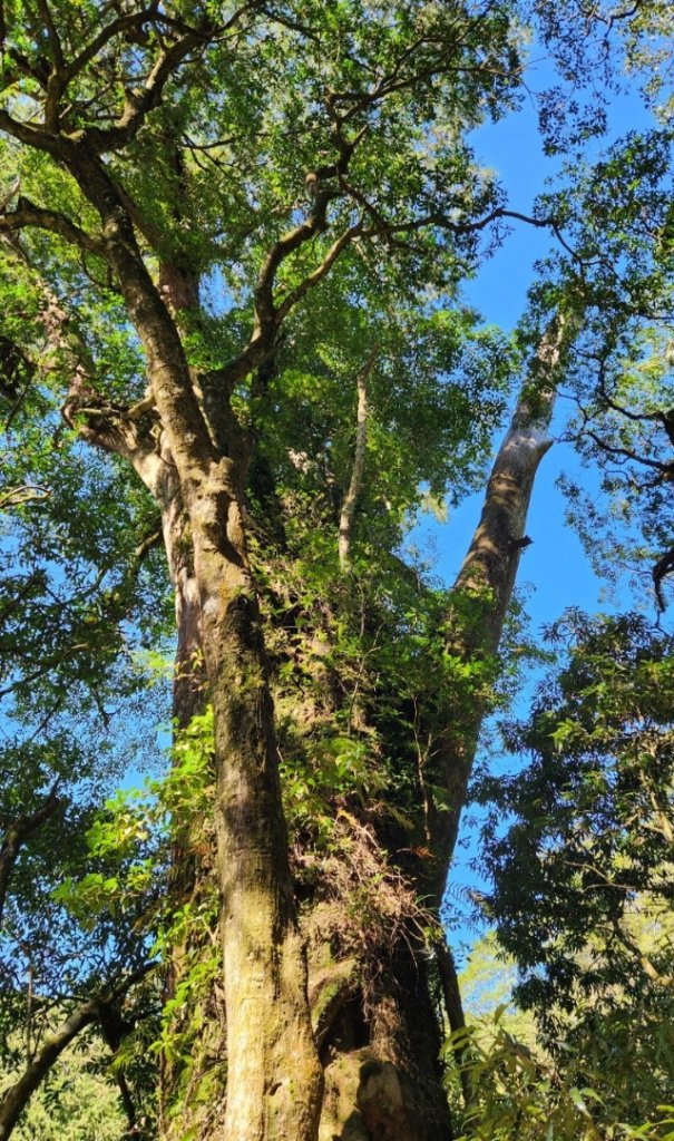 【中級山】插天山的奇幻世界，赫威山，赫威神木群步道_2741266