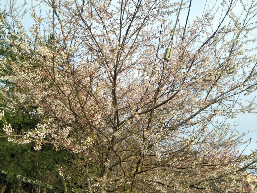 司馬庫斯賞櫻花+巨木群登山步道_845088