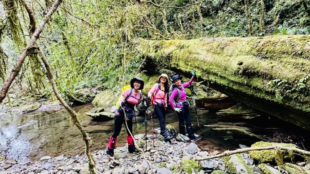 復興赫威神木_2748211