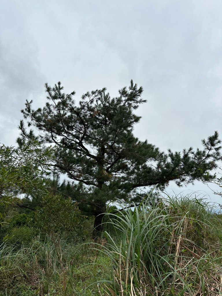 遠眺龜山島登鵲子山_1996681