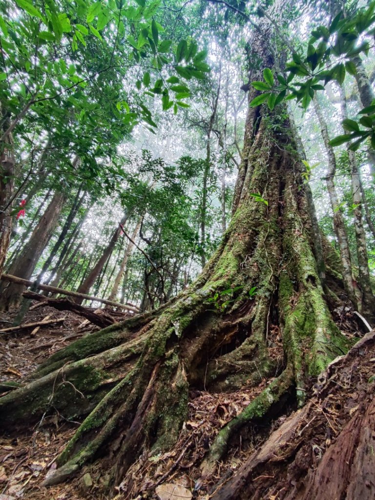 大雪山長壽三崠_2691129