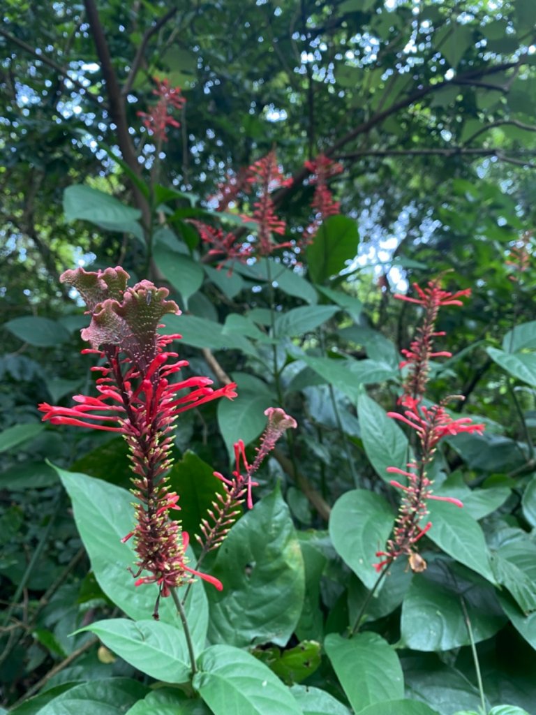 仙跡岩。城市裡飄著微微山林味_1493232