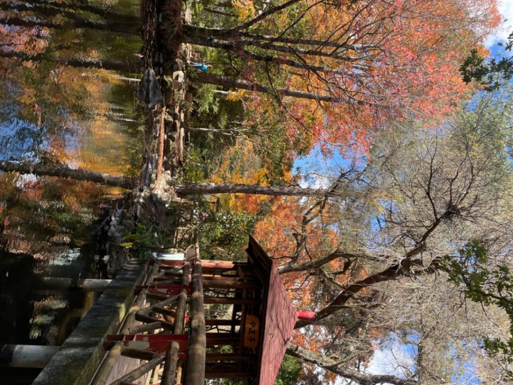 上武賞楓紅黃橙橙銀杏🍁_2667805