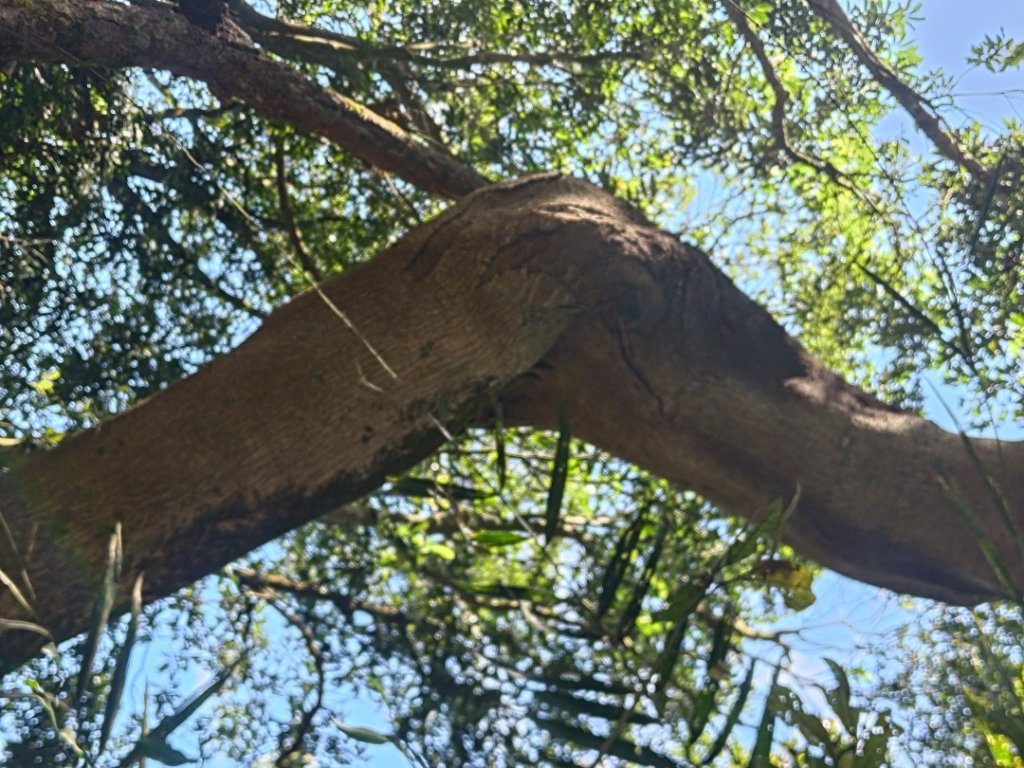 植物照片雞籠山九龍山大凍山_2395785