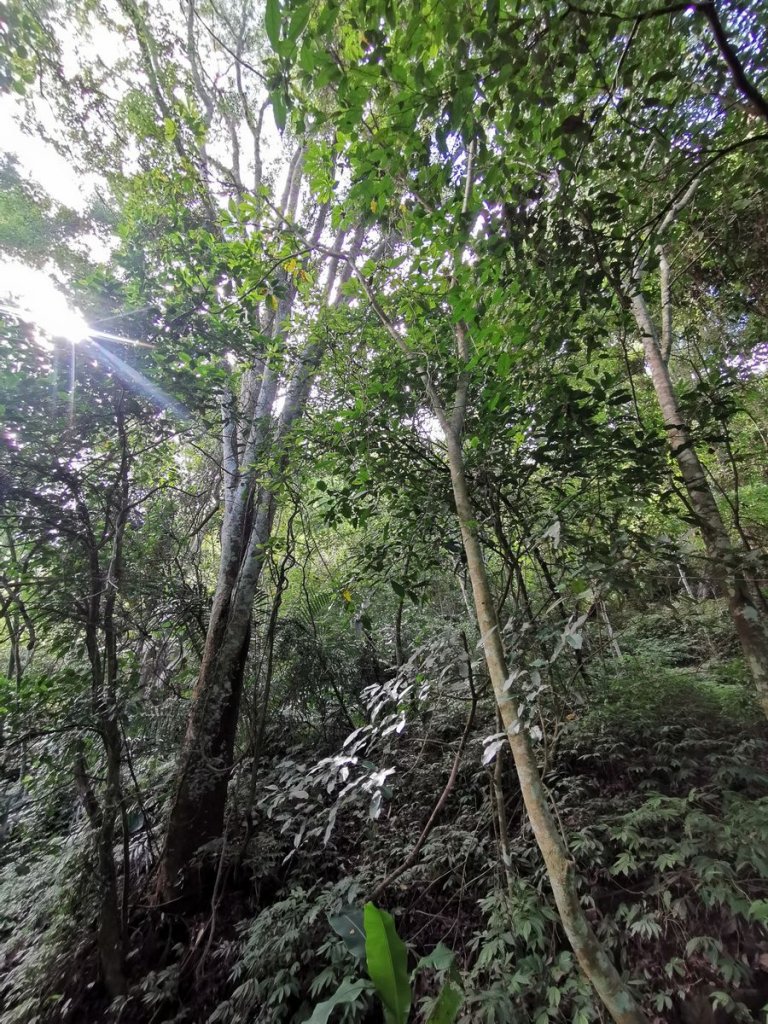 步道巡訪員 l 鳥嘴山步道 5月巡訪日誌_968466