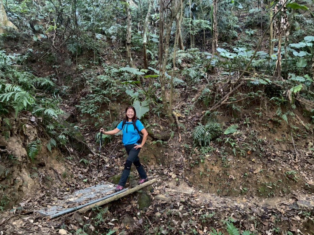 苗栗出磺坑古道、銅纙坑菊_2951586