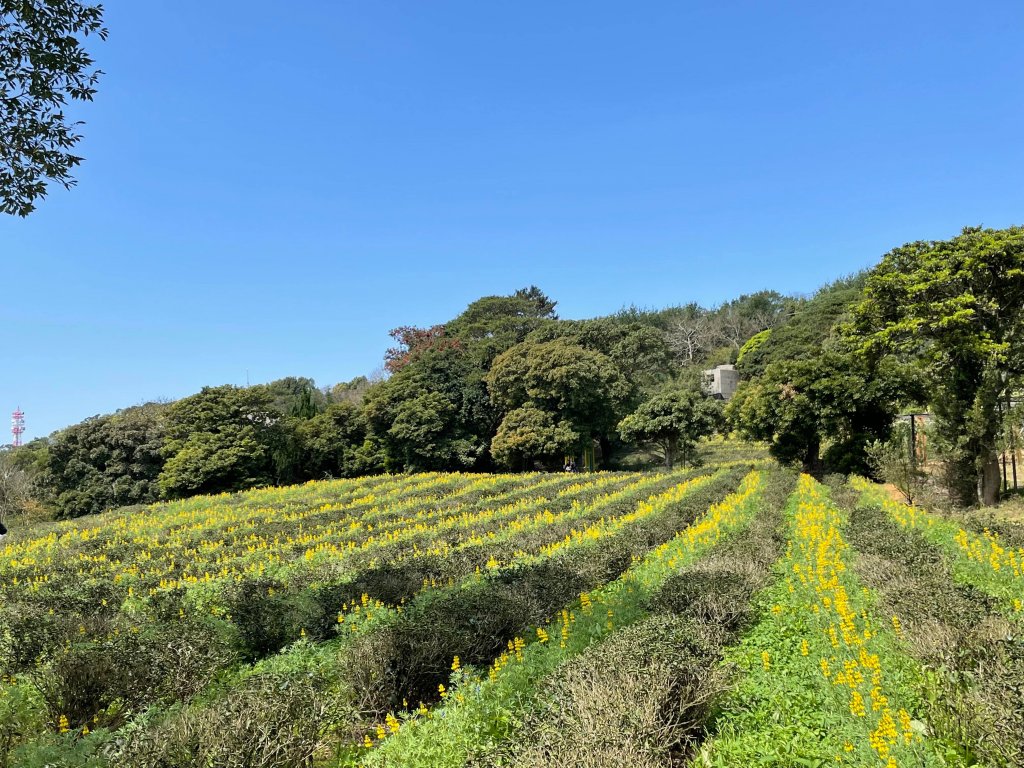 【桃園】魯冰花春色滿茶山_1621906