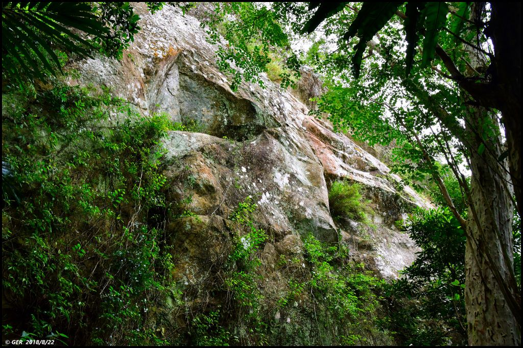 大溪。白石山 訪 艷紅鹿子百合_396240