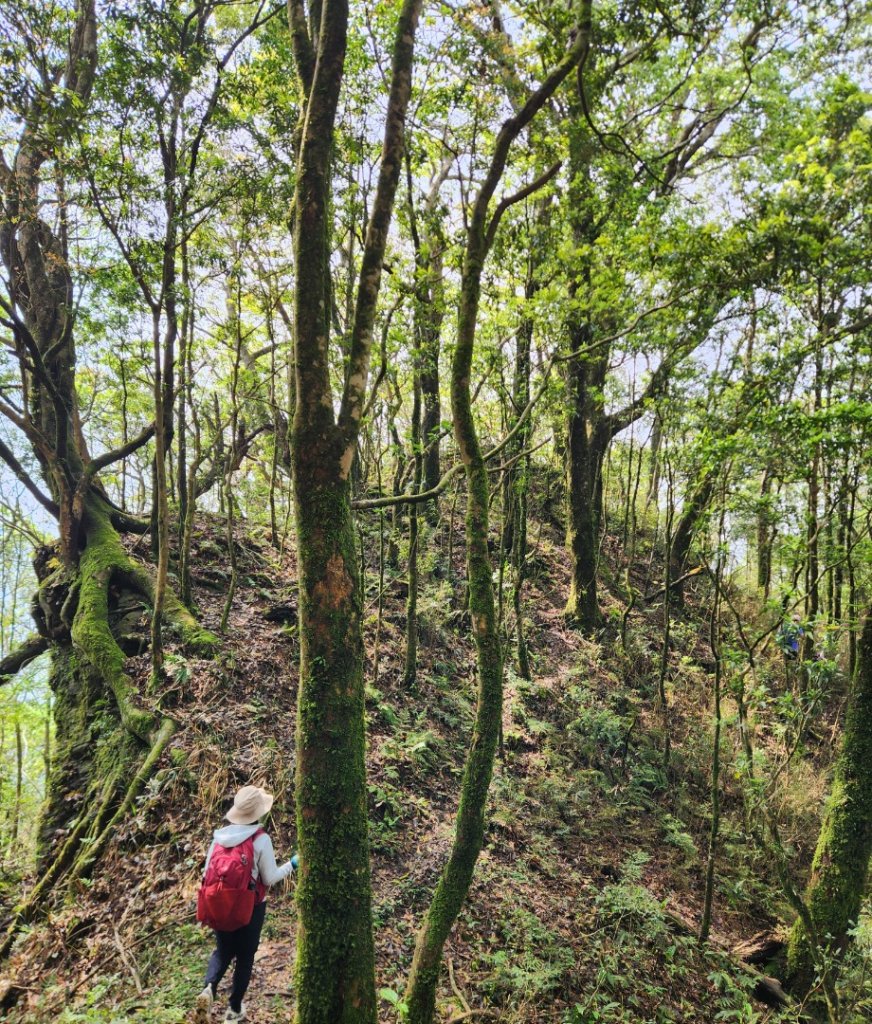 【中級山縱走】魯壁山，東穗山，大島田山，宇老觀景台_2771642