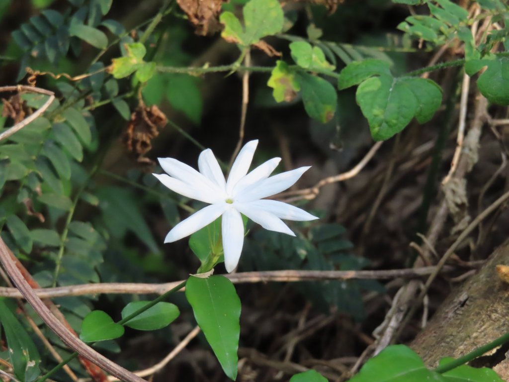 左營半屏山_2748036