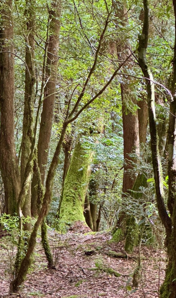 觀霧-檜山巨木群步道_2925555
