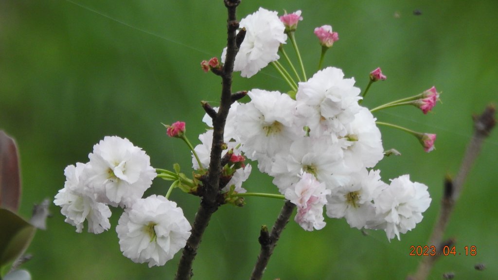 石碇十三股山/小格頭日出雲海+賞 #西施花 #松月櫻 孤挺花&桐花_2119046