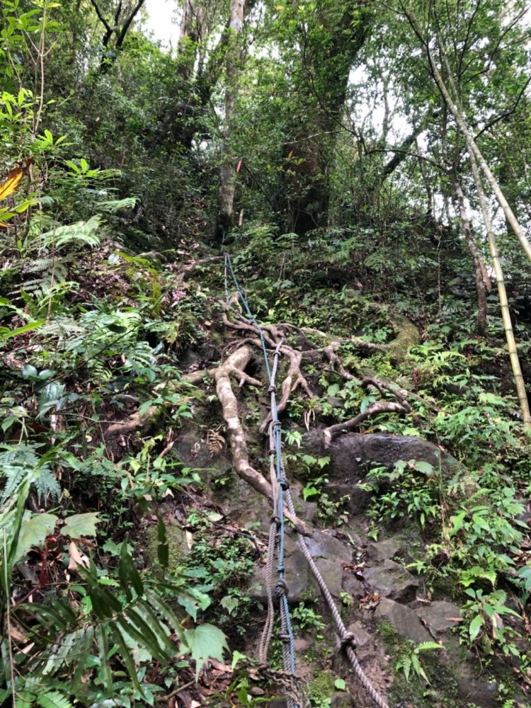 頂湖步道再訪芙蓉山、大凍山、霹靂山_637295