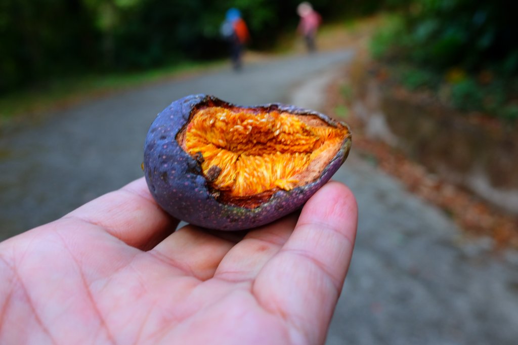 光影森林-那結山縱走貴妃山_773681