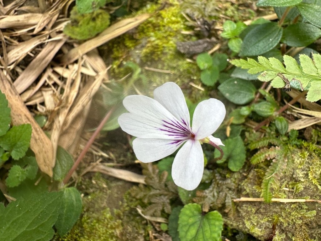 嘉雲二尖山、大尖山_2734882