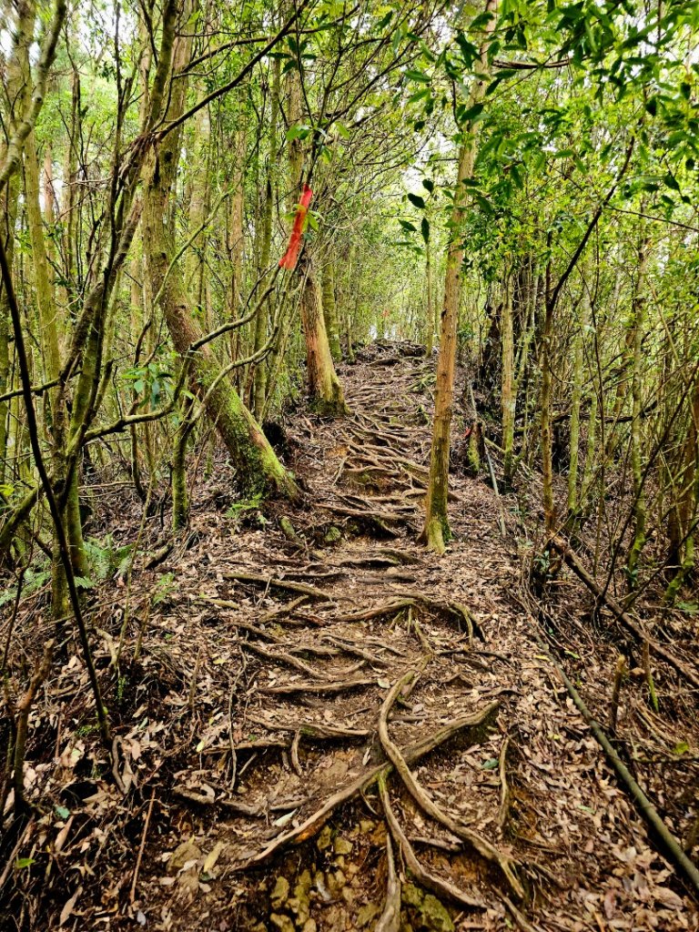 金柑樹山、忘憂森林步道-(南投)臺灣百大必訪步道_2789390
