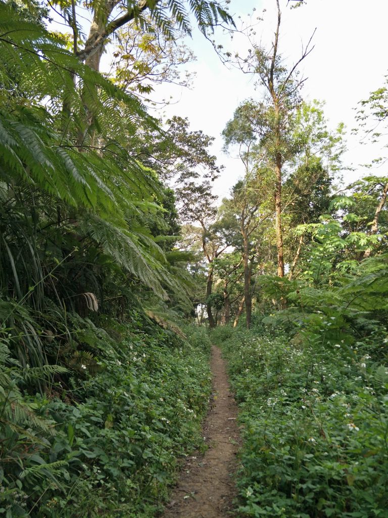 石壁潭山 中坑山 飛鳳山 O 型走_297432