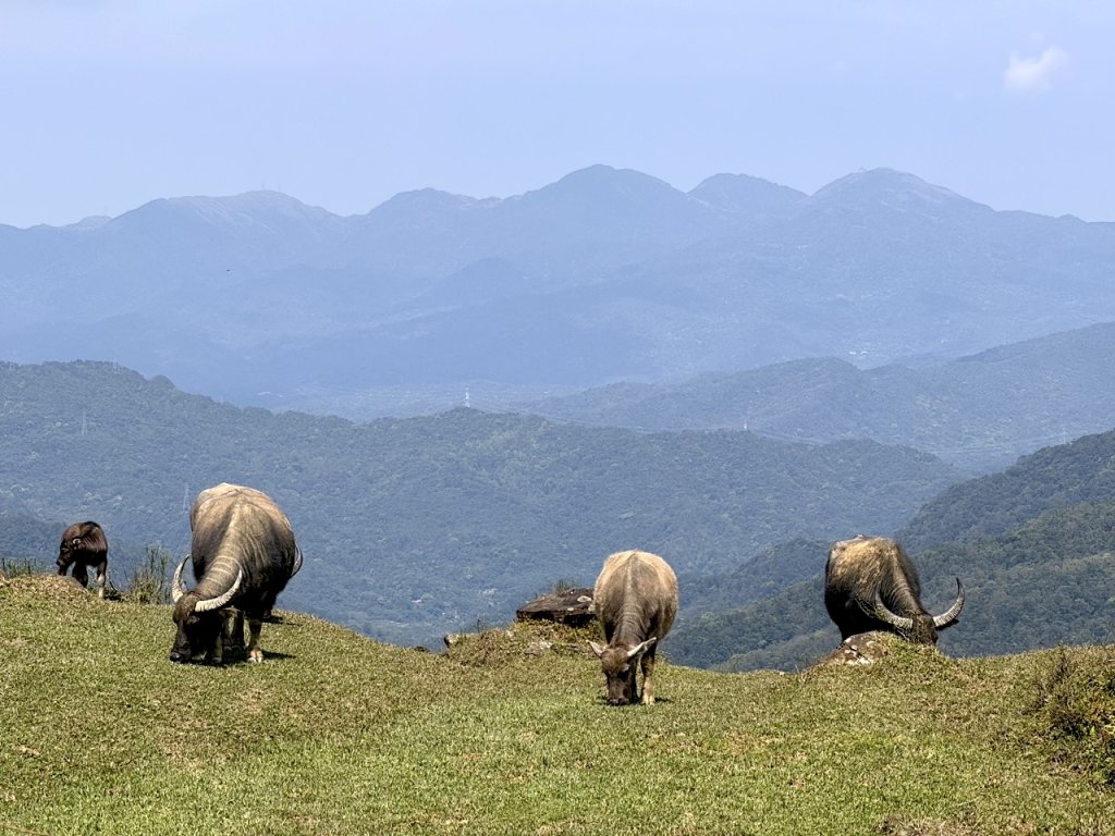 2025/03/12 大溪 桃源谷 灣坑頭山 大里封面圖