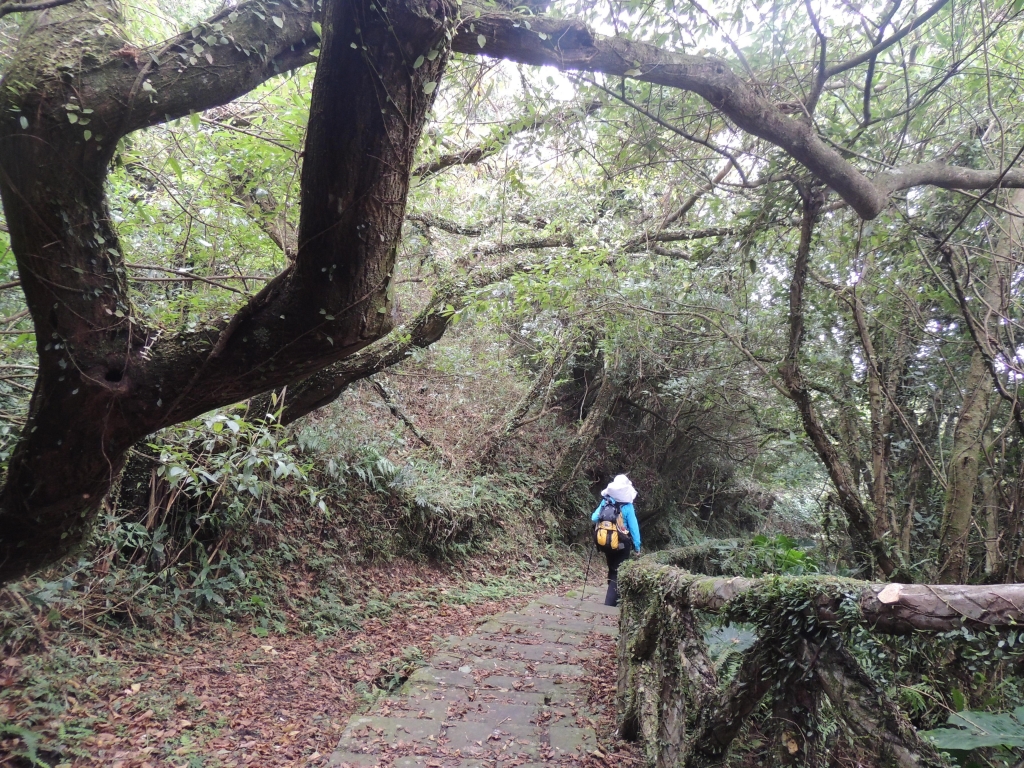 103.12.14  新北投中正山步道_7211