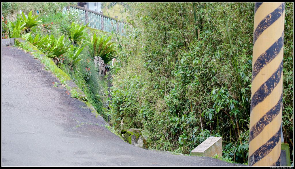 瑪礁古道-竹篙山的大屯尖葉槭_351023