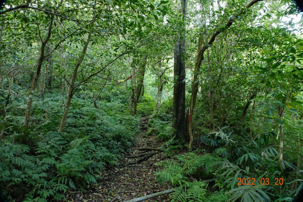 桃園 復興 那結山(那是山)_1649190