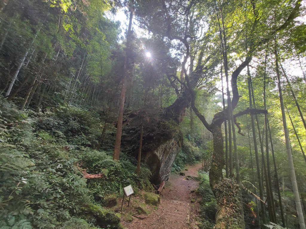 多林 大凍山 頂湖 霹靂山_1223465