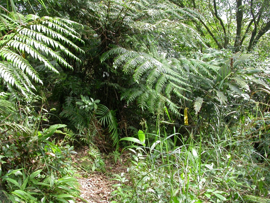 石硿大崙/姜子頭山_1959513