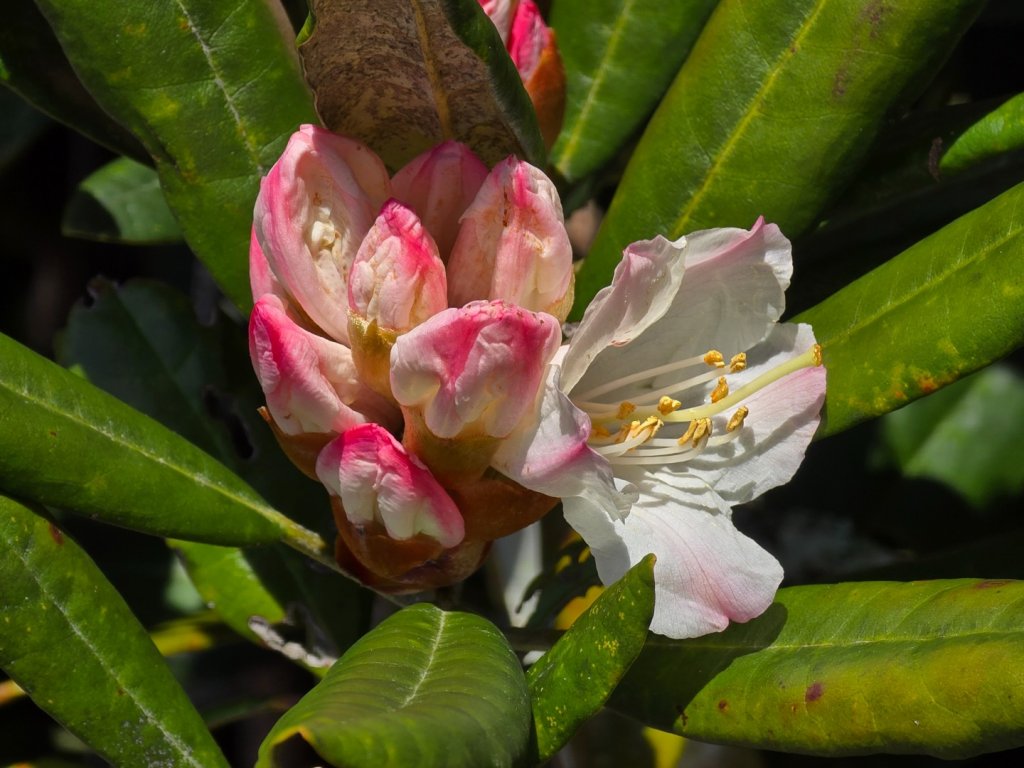 鳶嘴山杜鵑盛開_2770353